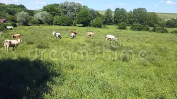 春天在绿色的乡村里不同品种的奶牛在安静地放牧视频的预览图