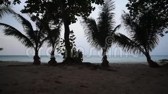 棕榈树在海边随风摇摆视频的预览图