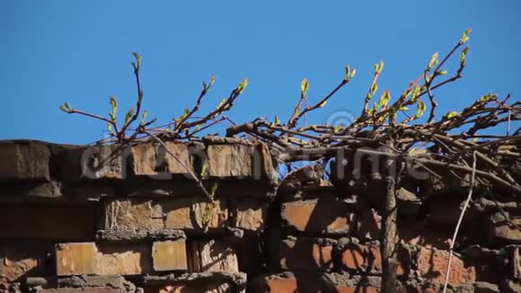 枝条上有绿芽攀援植物的老裂谷视频的预览图
