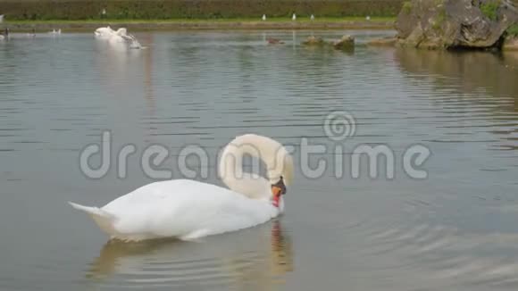 池塘上的白天鹅视频的预览图