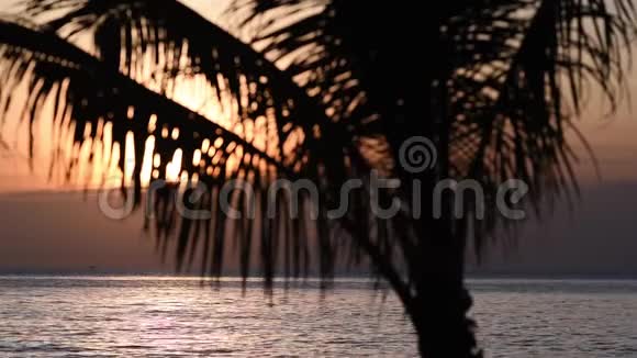 日落时海背景上棕榈树的叶子视频的预览图