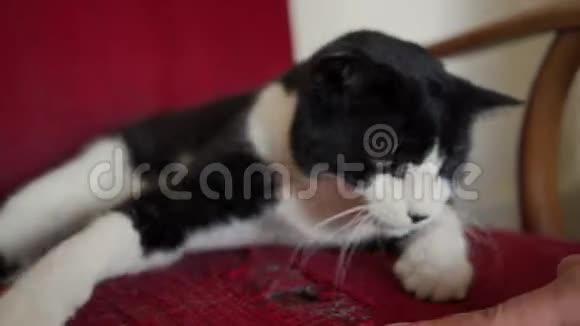 可爱的黑白猫黑鼻子躺在老式的红色扶手椅上玩关门视频的预览图