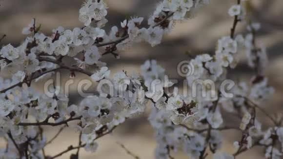 开花枝杏4月精致的白花视频的预览图