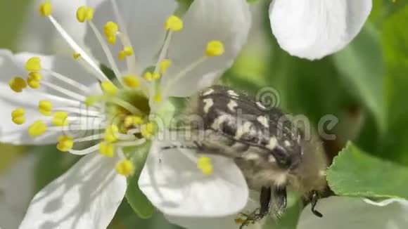 白花上的黑虫虫视频的预览图