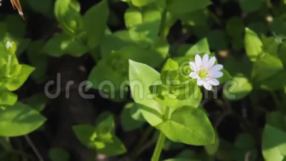 鸡草或黄芩培养基的开花植物视频的预览图