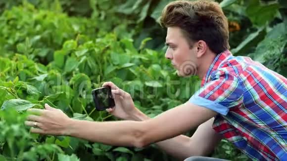 年轻的农民检查植物的叶子在手机上拍照在日落时在田野上工作视频的预览图