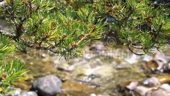 松枝近于自然保护区内一条清澈见底的山河视频的预览图