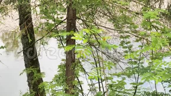 小树丛的叶子在风中摇曳身后有一条河流过库存录像绿色森林和禁食视频的预览图
