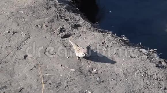 麻雀跳在沙滩上视频的预览图