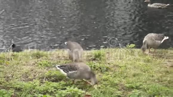在城市公园的池塘附近特写美丽的野鸭放松和寻找食物行动城市的野性视频的预览图
