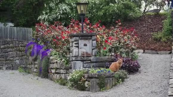 姜猫坐在花圃里总计划视频的预览图
