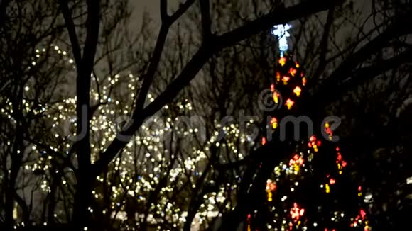 美丽的城市圣诞树与花环背景黑暗的夜空概念美丽明亮的圣诞树视频的预览图