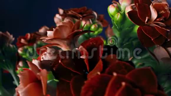 红色实心花瓣的特写库存录像美丽的稀有的栗色花花瓣僵硬花束视频的预览图