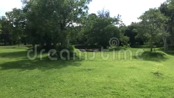 Anuradhapura斯里兰卡草地灌木丛和森林的开始视频的预览图