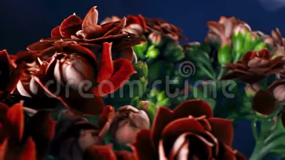 红色实心花瓣的特写库存录像美丽的稀有的栗色花花瓣僵硬花束视频的预览图