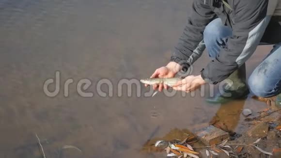 人类的手在水中释放出鱼派克和一个好渔夫找到了第二次生活视频的预览图