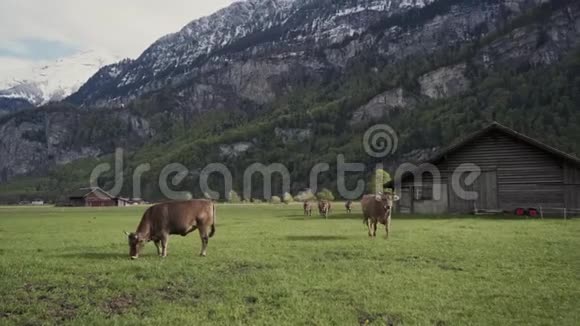 阿尔卑斯山的牛跑到镜头前惊人的山峦覆盖着巨大的石头背景是绿色的森林牛视频的预览图