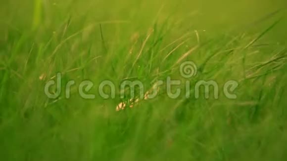 夏天的绿色植物视频的预览图