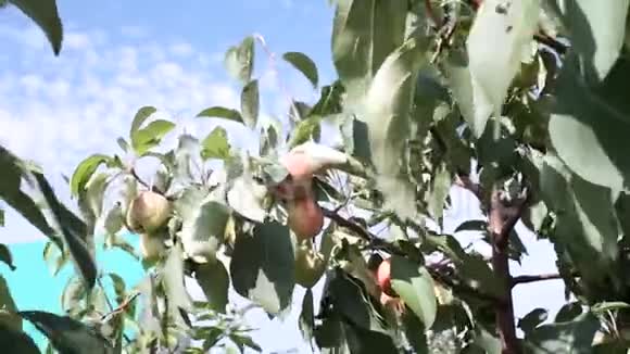成熟多汁的苹果在树上在风中种植有机水果用于花园里的果汁选择性聚焦视频的预览图