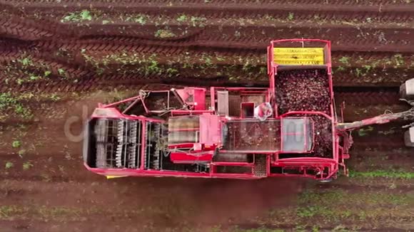 联合收割机收割甜菜甜菜根田上的收割机俯视视频的预览图