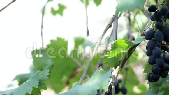 葡萄园树枝上的黑葡萄有机水果为果汁葡萄酒而种植视频的预览图