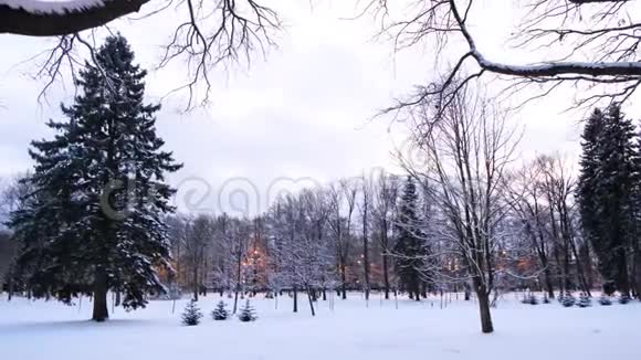 用灯笼观赏白雪覆盖的冬季公园概念冬天公园里美丽的松树和灯笼视频的预览图