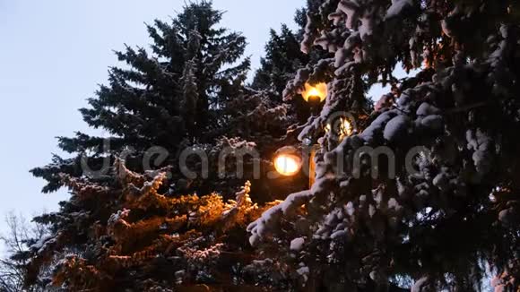 带着灯笼看被雪覆盖的冬季公园概念冬天公园里美丽的松树和灯笼视频的预览图