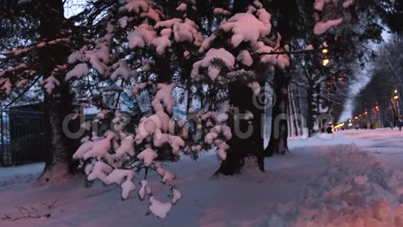 晚上在大城市公园或小巷里大松枝的特写和雪从它们身上落下概念视频的预览图