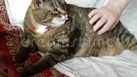 躺在沙发上的一只不健康的大猫咪主人挠她的肚子猫舔视频的预览图