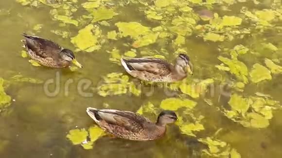 一群鸭子游过沼泽的池塘视频的预览图