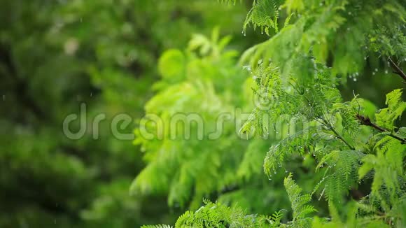 4k在热带森林中降雨水滴从郁郁葱葱的绿叶背景中落下视频的预览图