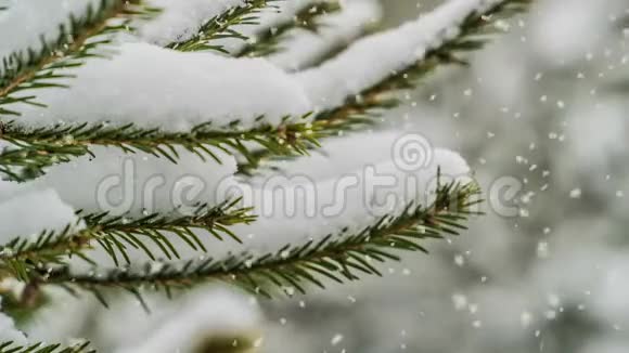 森林中的降雪美丽的冬季景观视频循环阿尔法频道视频的预览图