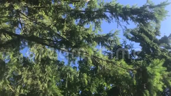 在一个阳光明媚的日子里抬头看看在风中缓慢移动的针叶树枝森林中的冷杉树枝视频的预览图