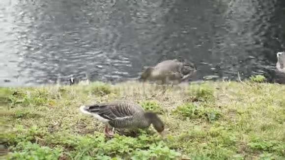在城市公园的池塘附近特写美丽的野鸭放松和寻找食物行动城市的野性视频的预览图