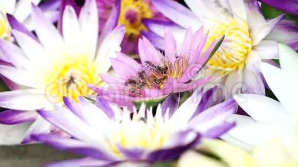 蜜蜂与莲花花粉一起飞翔视频的预览图