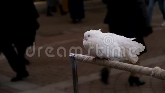 靠近坐在城市街道的栖木上的白色家鸽概念美丽的睡鸽和许多视频的预览图