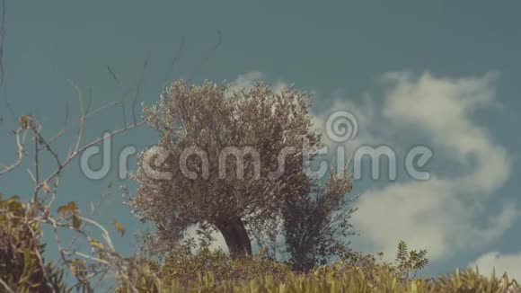 山上的一棵橄榄树在稍有风的天气下在坚实的多云天气下视频的预览图