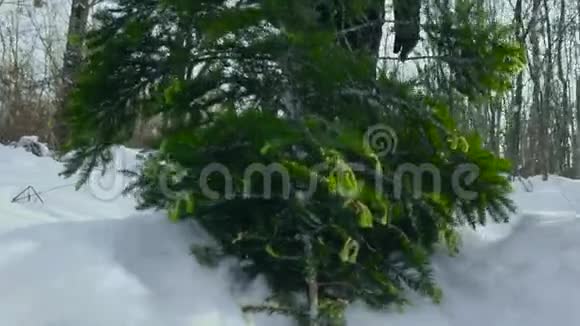一个男人在雪地里拖着一棵倒下的圣诞树回家过新年和圣诞节圣诞树视频的预览图