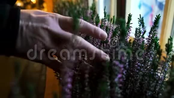 近人手触摸人工薰衣草花卉作为建筑立面的装饰概念美丽美丽视频的预览图
