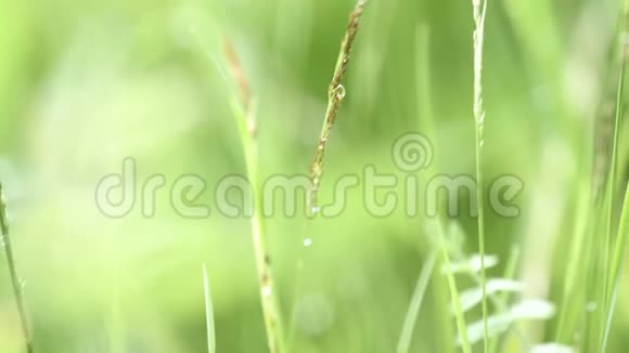 把清晨的小露滴在绿草上库存录像夏季绿色草地的自然景观视频的预览图