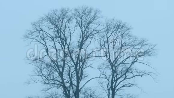 枯树在风中凋零视频的预览图