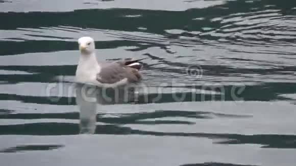 一只海鸥平静地漂浮在干净的水面上视频的预览图