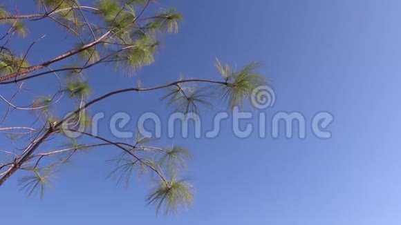 天空蓝色背景上的树梢在清新的早晨随风摇曳视频的预览图