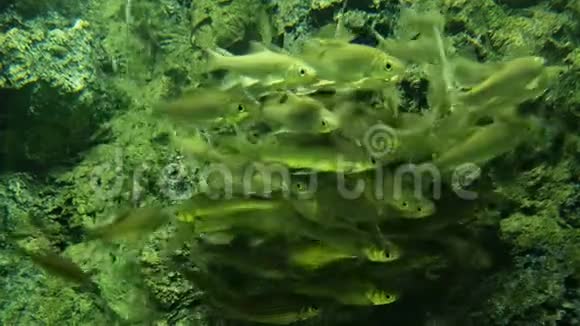 暹罗鱼在水中成群地游泳视频的预览图
