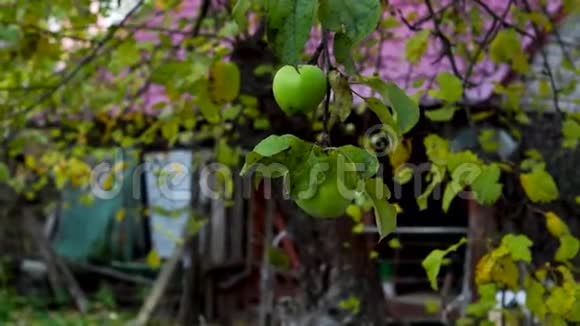 秋天的花园里成熟的苹果在一棵苹果树的枝上嗖地一下视频的预览图