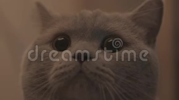 一张可爱的灰色毛茸茸的猫脸看着镜头库存录像家畜概念视频的预览图