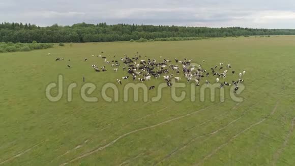 奶牛在牧场上放牧一群牛俯视俄罗斯的牲畜夏天奶牛在绿色的草地上放牧视频的预览图