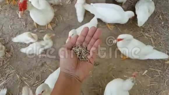 吃粮食的鸭子视频的预览图