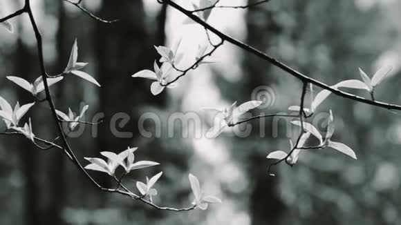春天森林里的嫩叶视频的预览图