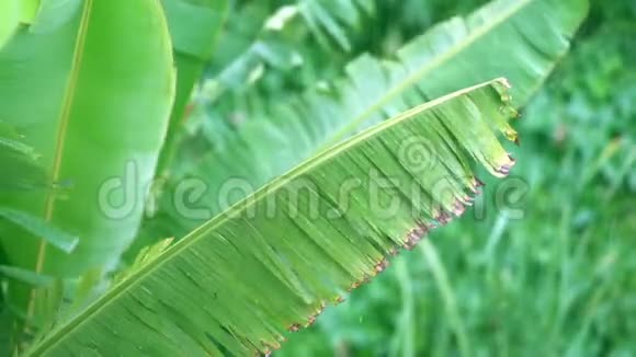 亚洲雨季香蕉棕榈树遭受热带大雨视频的预览图